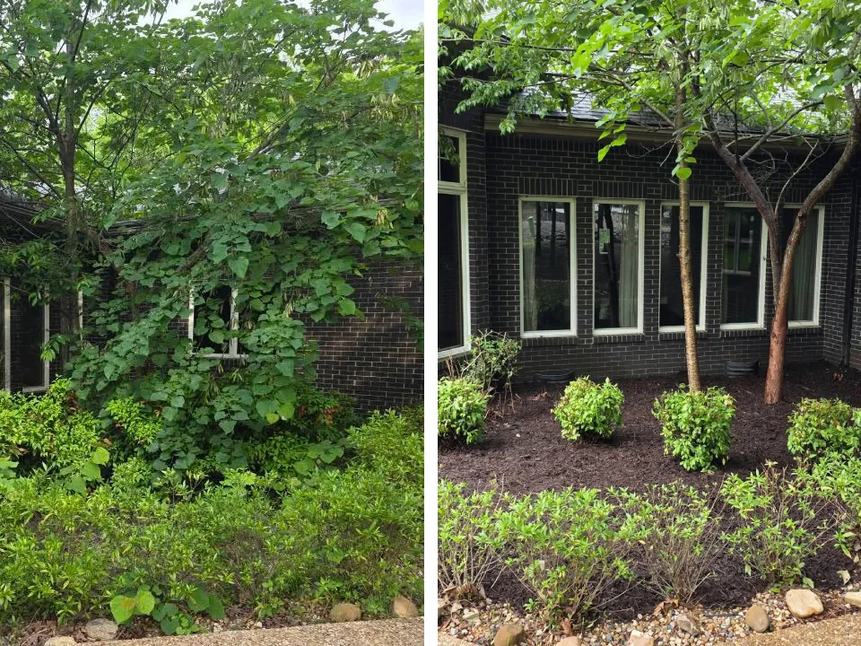 Before / after landscaping and hedge trimming
